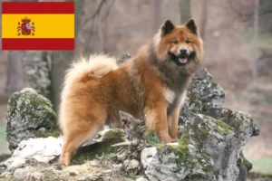 Read more about the article Eurasier Züchter und Welpen in Spanien