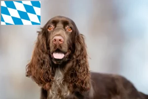 Read more about the article Field Spaniel Züchter und Welpen in Bayern