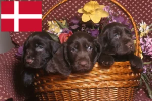 Read more about the article Field Spaniel Züchter und Welpen in Dänemark