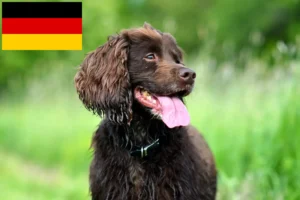 Read more about the article Field Spaniel Züchter und Welpen in Deutschland