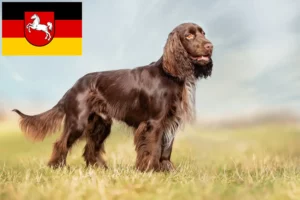 Read more about the article Field Spaniel Züchter und Welpen in Niedersachsen