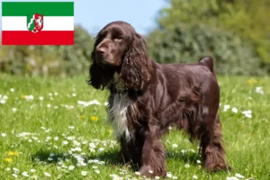 Read more about the article Field Spaniel Züchter und Welpen in Nordrhein-Westfalen