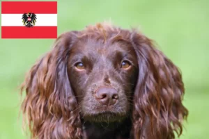 Read more about the article Field Spaniel Züchter und Welpen in Österreich