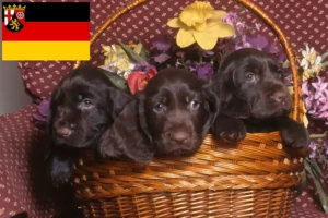 Read more about the article Field Spaniel Züchter und Welpen in Rheinland-Pfalz