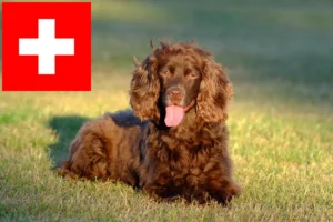 Read more about the article Field Spaniel Züchter und Welpen in der Schweiz