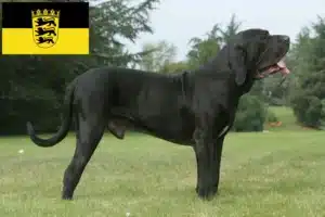 Read more about the article Fila Brasileiro Züchter und Welpen in Baden-Württemberg