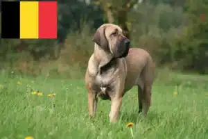 Read more about the article Fila Brasileiro Züchter und Welpen in Belgien