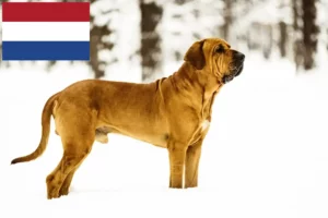 Read more about the article Fila Brasileiro Züchter und Welpen in den Niederlanden