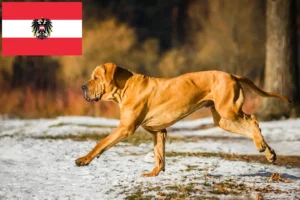 Mehr über den Artikel erfahren Fila Brasileiro Züchter und Welpen in Österreich