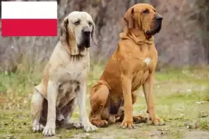 Read more about the article Fila Brasileiro Züchter und Welpen in Polen