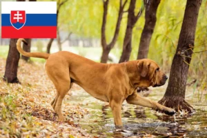 Read more about the article Fila Brasileiro Züchter und Welpen in der Slowakei