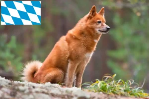 Read more about the article Finnenspitz Züchter und Welpen in Bayern