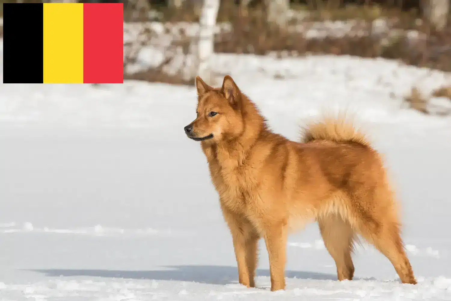 Finnenspitz Welpen und Züchter Belgien Hier findest Du Finnenspitze Züchter in Belgien.