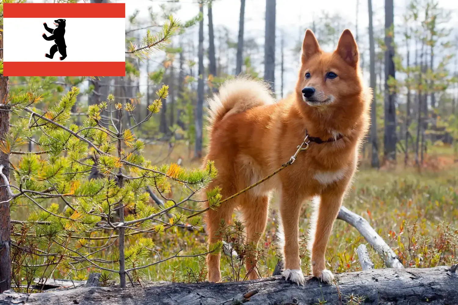 Finnenspitz Welpen und Züchter Berlin Hier findest Du Finnenspitze Züchter in Berlin.