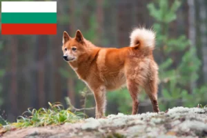 Read more about the article Finnenspitz Züchter und Welpen in Bulgarien