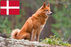 Read more about the article Finnenspitz Züchter und Welpen in Dänemark