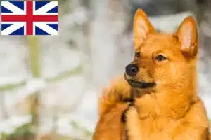 Read more about the article Finnenspitz Züchter und Welpen in Großbritannien