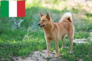 Read more about the article Finnenspitz Züchter und Welpen in Italien