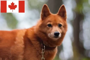 Read more about the article Finnenspitz Züchter und Welpen in Kanada