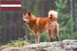 Read more about the article Finnenspitz Züchter und Welpen in Lettland