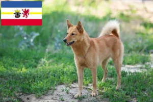 Mehr über den Artikel erfahren Finnenspitz Züchter und Welpen in Mecklenburg-Vorpommern