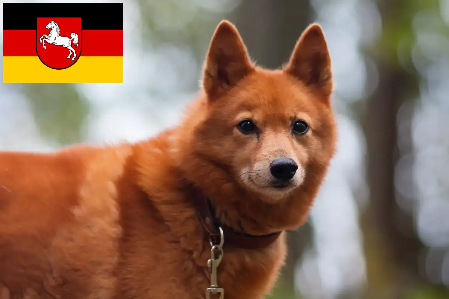 Finnenspitz Welpen und Züchter Niedersachsen Hier findest Du Finnenspitze Züchter in Niedersachsen.