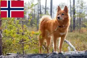 Read more about the article Finnenspitz Züchter und Welpen in Norwegen