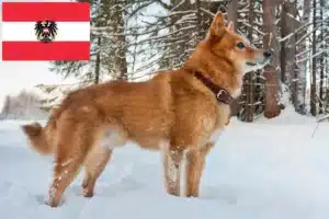 Read more about the article Finnenspitz Züchter und Welpen in Österreich