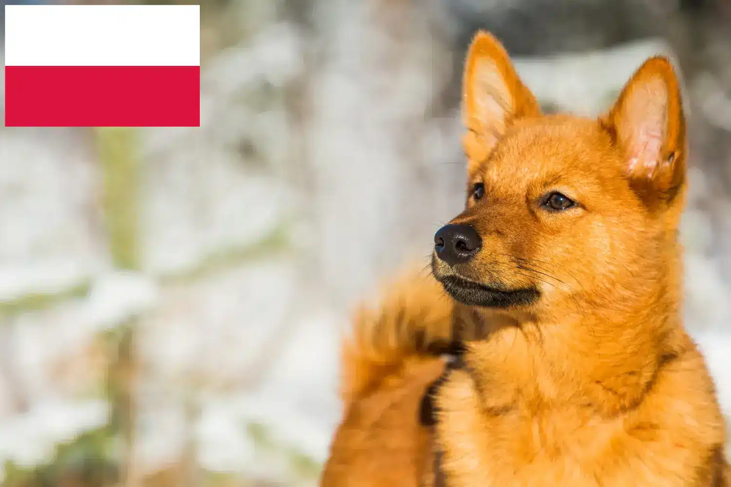 Finnenspitz Welpen und Züchter Polen Hier findest Du Finnenspitze Züchter in Polen.