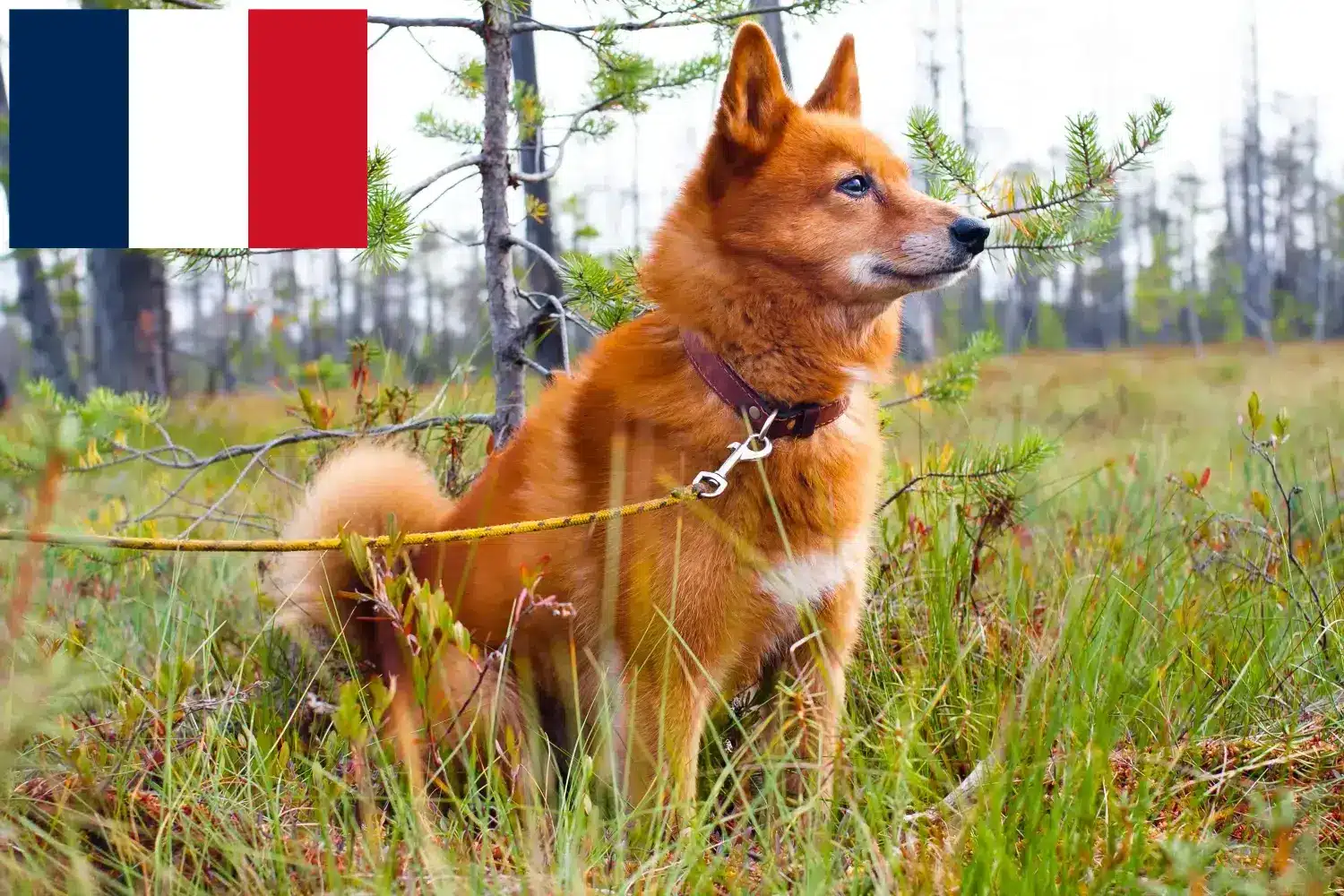 Finnenspitz Welpen und Züchter Réunion Hier findest Du Finnenspitze Züchter auf Réunion.