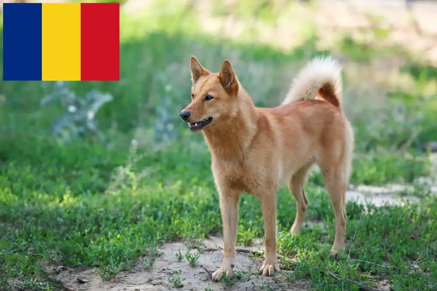 Finnenspitz Welpen und Züchter Rumänien Hier findest Du Finnenspitze Züchter in Rumänien.
