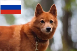 Read more about the article Finnenspitz Züchter und Welpen in Russland