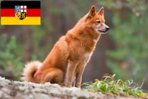 Read more about the article Finnenspitz Züchter und Welpen im Saarland