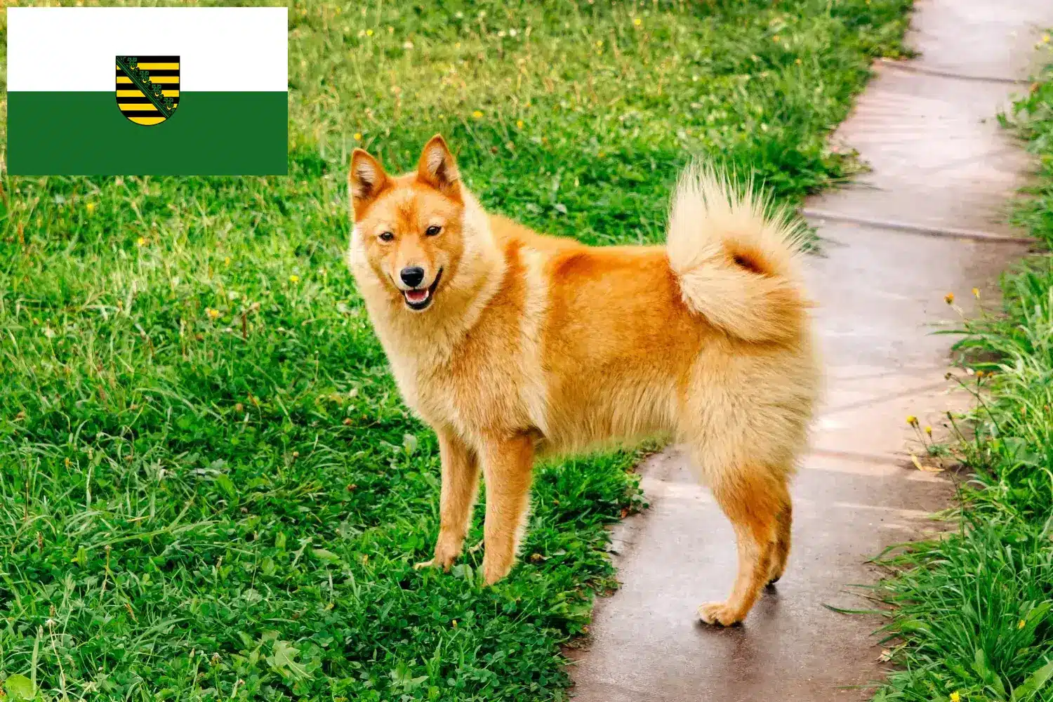 Finnenspitz Welpen und Züchter Sachsen Hier findest Du Finnenspitze Züchter in Sachsen.