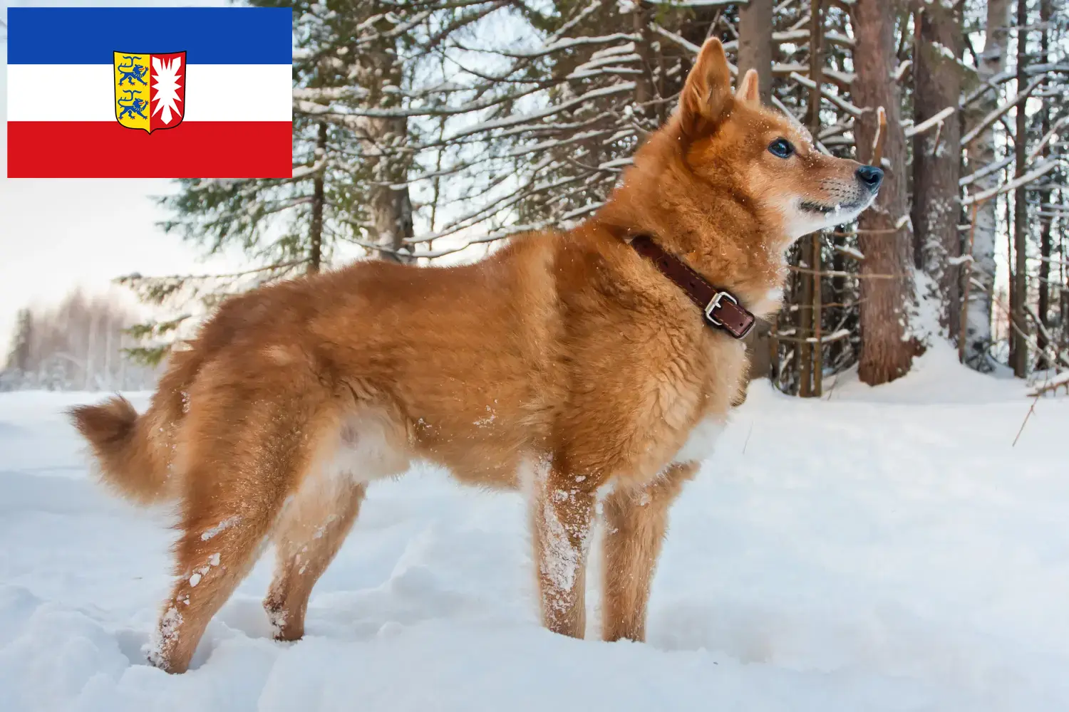 Finnenspitz Welpen und Züchter Schleswig-Holstein Hier findest Du Finnenspitze Züchter in Schleswig-Holstein.