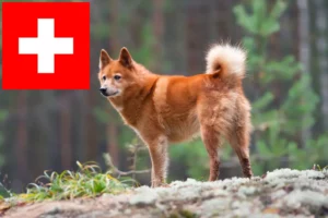 Read more about the article Finnenspitz Züchter und Welpen in der Schweiz