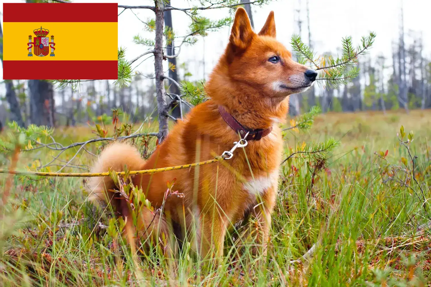 Finnenspitz Welpen und Züchter Spanien Hier findest Du Finnenspitze Züchter in Spanien.