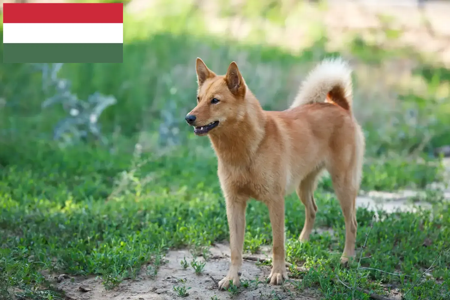 Finnenspitz Welpen und Züchter Ungarn Hier findest Du Finnenspitze Züchter in Ungarn.