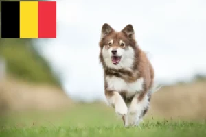 Read more about the article Finnischer Lapphund Züchter und Welpen in Belgien