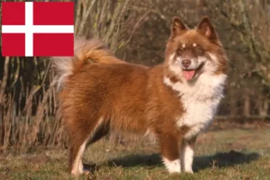 Read more about the article Finnischer Lapphund Züchter und Welpen in Dänemark