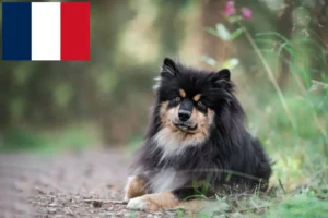 Read more about the article Finnischer Lapphund Züchter und Welpen in Frankreich