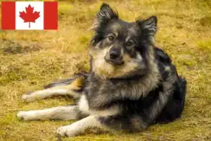 Read more about the article Finnischer Lapphund Züchter und Welpen in Kanada