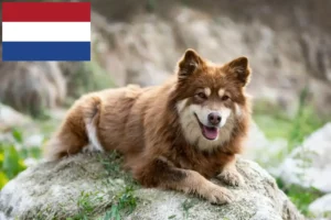 Read more about the article Finnischer Lapphund Züchter und Welpen in den Niederlanden