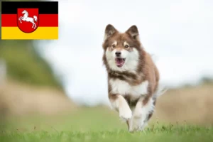 Read more about the article Finnischer Lapphund Züchter und Welpen in Niedersachsen