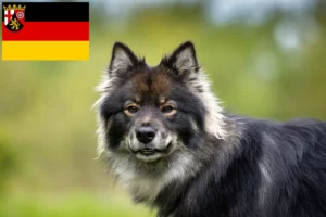 Read more about the article Finnischer Lapphund Züchter und Welpen in Rheinland-Pfalz