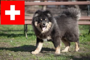 Read more about the article Finnischer Lapphund Züchter und Welpen in der Schweiz