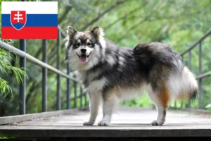 Read more about the article Finnischer Lapphund Züchter und Welpen in der Slowakei