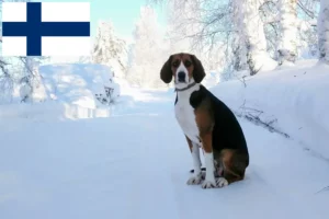 Mehr über den Artikel erfahren Finnischer Laufhund Züchter und Welpen in Finnland