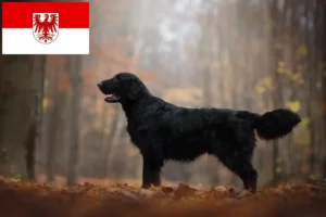 Read more about the article Flat Coated Retriever Züchter und Welpen in Brandenburg