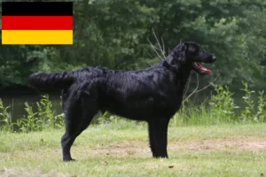 Read more about the article Flat Coated Retriever Züchter und Welpen in Deutschland